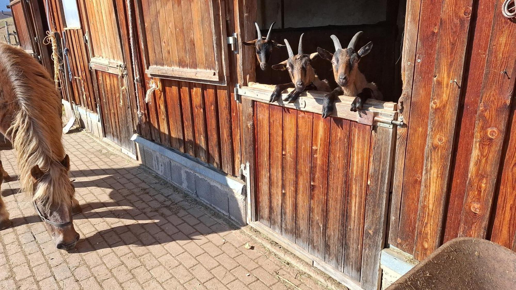 Schwarzwaldstube Lägenhet Titisee-Neustadt Exteriör bild